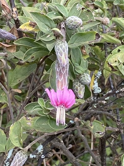 Barnadesia aculeata, photographed by Frances Oliver