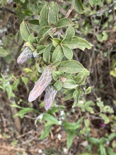 Barnadesia aculeata, photographed by Frances Oliver