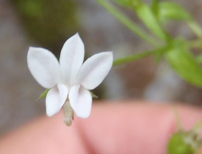Monopsis alba, photographed by Nicola van Berkel