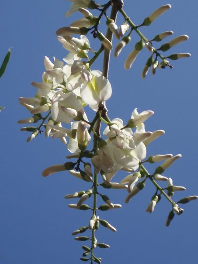Gliricidia maculata, photographed by Lindsey K. Wise