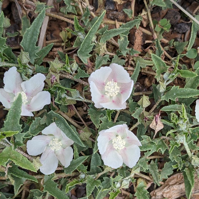 Malvella sagittifolia, photographed by Dominic Gentilcore