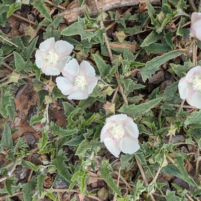 Malvella sagittifolia, photographed by Dominic Gentilcore
