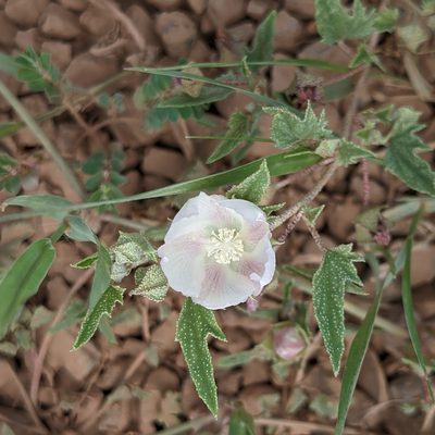 Malvella sagittifolia, photographed by Dominic Gentilcore