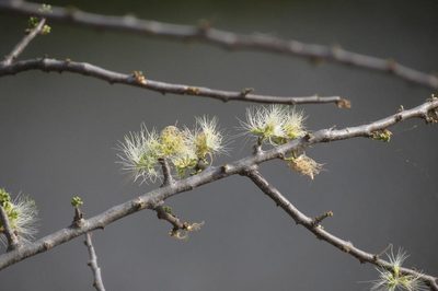 Albizia anthelmintica, photographed by Brian du Preez