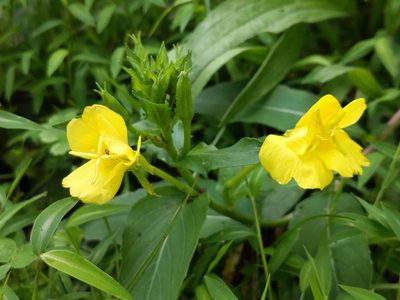 Oenothera parviflora, photographed by Cecil Smith