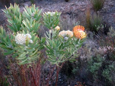 Leucospermum erubescens, photographed by Di Turner