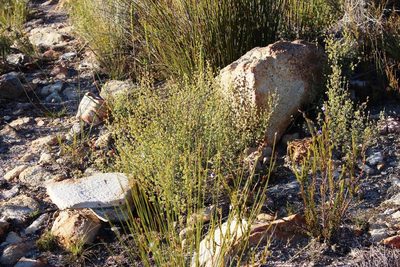 Cliffortia obovata, photographed by Tony Rebelo