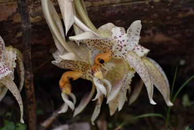 Stanhopea oculata, photographed by Neptalí Ramírez Marcial