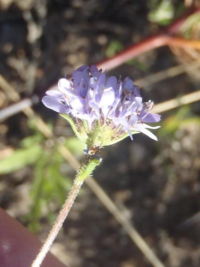 Pseudoselago bella, photographed by Nicola van Berkel