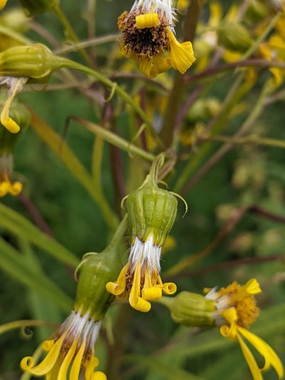 Senecio serra, photographed by Alan Prather