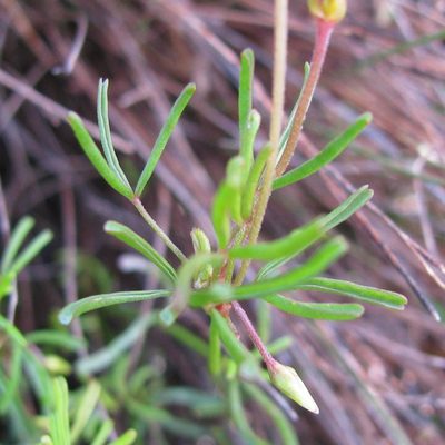 Oxalis goniorhiza, photographed by douglaseustonbrown