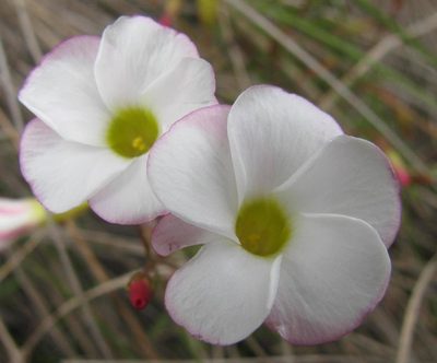 Oxalis goniorhiza, photographed by douglaseustonbrown