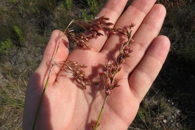Rhodocoma fruticosa, photographed by Brian du Preez