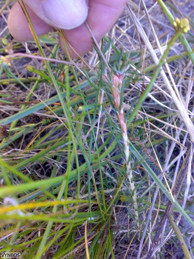 Pharnaceum dichotomum, photographed by Chris Vynbos