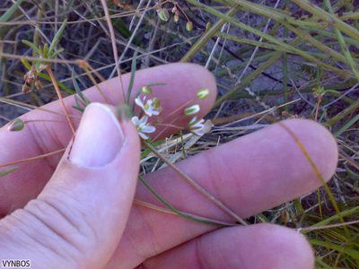 Pharnaceum dichotomum, photographed by Chris Vynbos