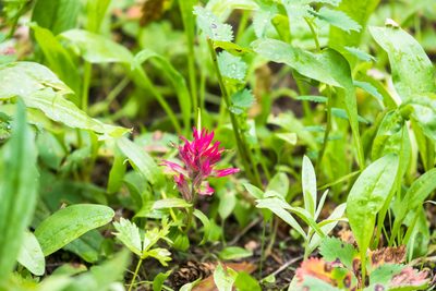 Castilleja rhexiifolia, photographed by Melissa McMasters