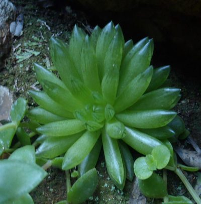 Haworthia transiens, photographed by Nicola van Berkel