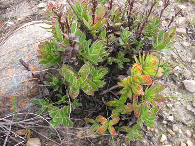 Crassula fallax, photographed by douglaseustonbrown