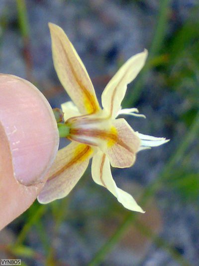 Moraea inconspicua, photographed by Chris Vynbos