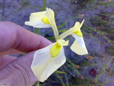 Moraea cooperi, photographed by Chris Vynbos