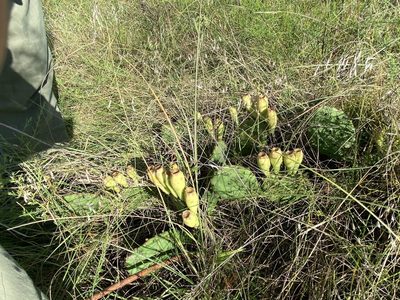 Opuntia macrorhiza, photographed by Haley Daniels