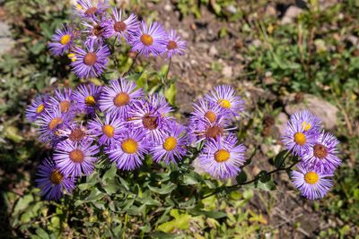 Erigeron speciosus, photographed by Bob Walker