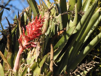 Aechmea distichantha, photographed by Leonel Roget