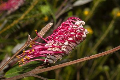 Grevillea macleayana, photographed by dhfischer