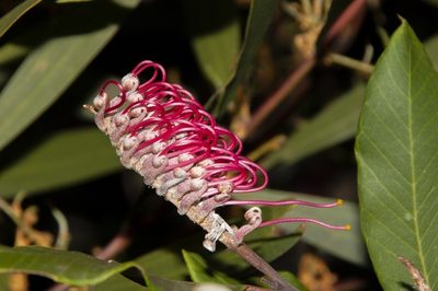 Grevillea macleayana, photographed by dhfischer