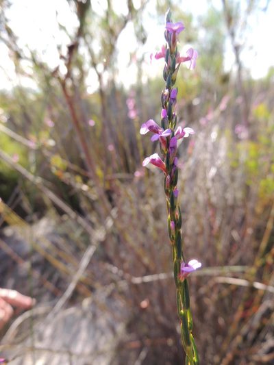 Muraltia striata, photographed by Jacques van der Merwe