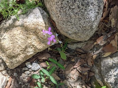 Desmodium batocaulon, photographed by Bruce Hartman