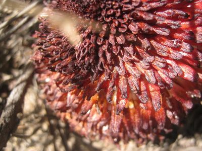 Mystropetalon thomii, photographed by Di Turner