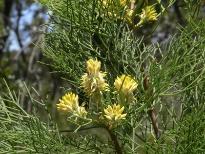 Petrophile pedunculata, photographed by dhfischer