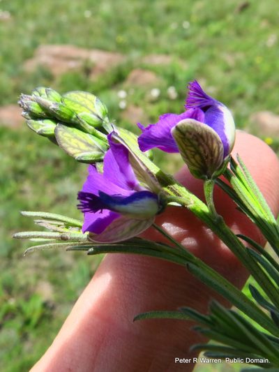 Polygala gracilenta, photographed by Peter Warren