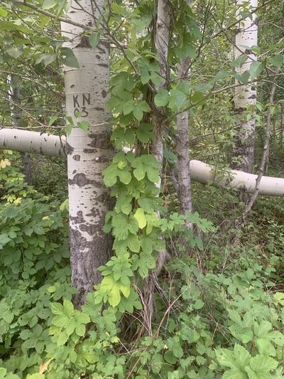 Humulus americanus, photographed by Spencer Quayle