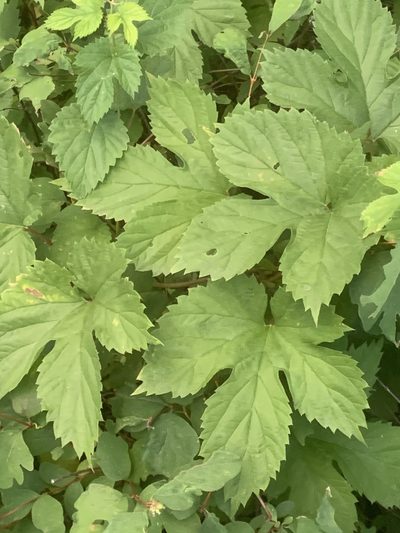 Humulus americanus, photographed by Spencer Quayle