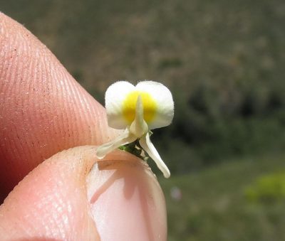 Aspalathus granulata, photographed by Brian du Preez