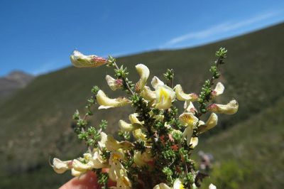 Aspalathus granulata, photographed by Brian du Preez
