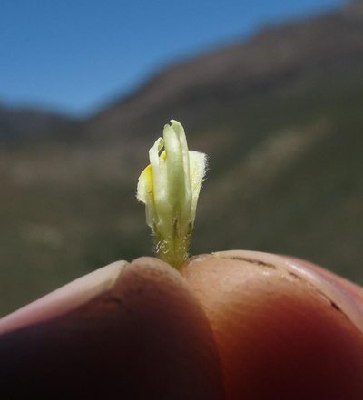 Aspalathus granulata, photographed by Brian du Preez