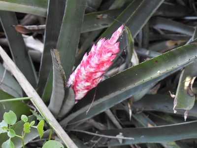 Aechmea distichantha, photographed by Leonel Roget