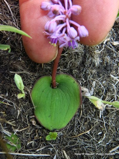 Ledebouria monophylla, photographed by Peter Warren