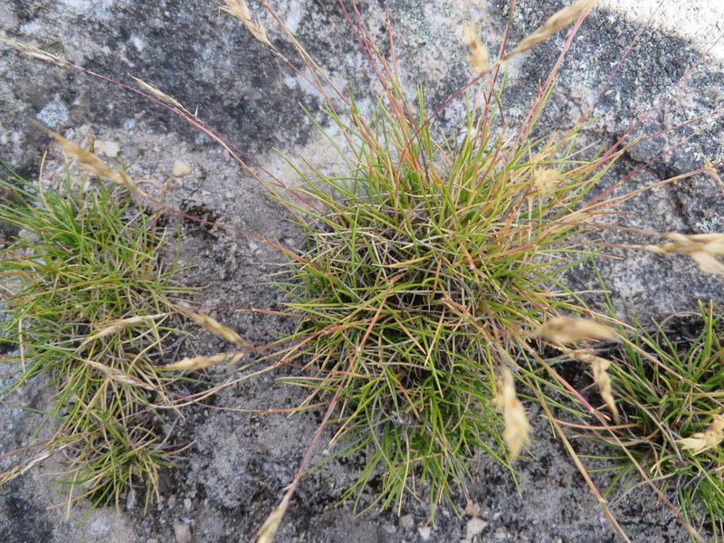 Pentameris rigidissima, photographed by linkie