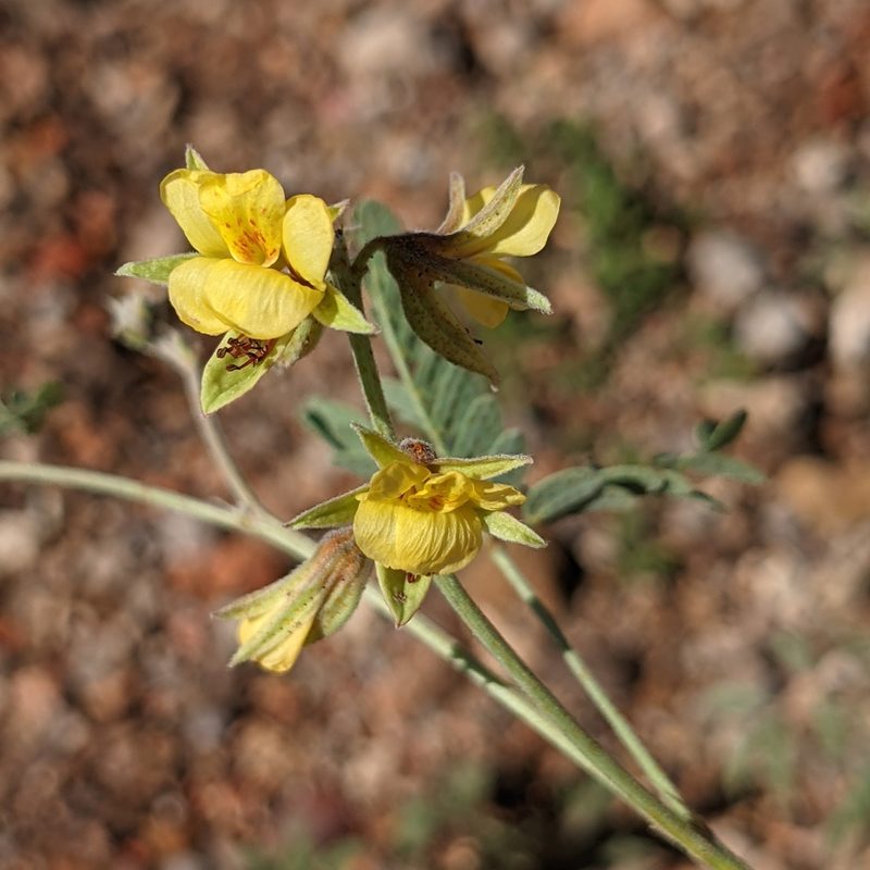 Pomaria jamesii, photographed by Dominic Gentilcore