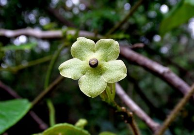 Tutunakanthus gentlei, photographed by Alexis López Hernández