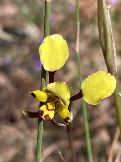 Diuris maculata, photographed by prossington