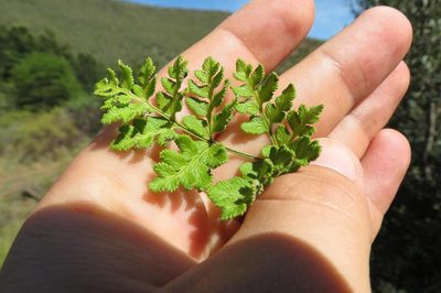 Namaquapteris capensis, photographed by Brian du Preez