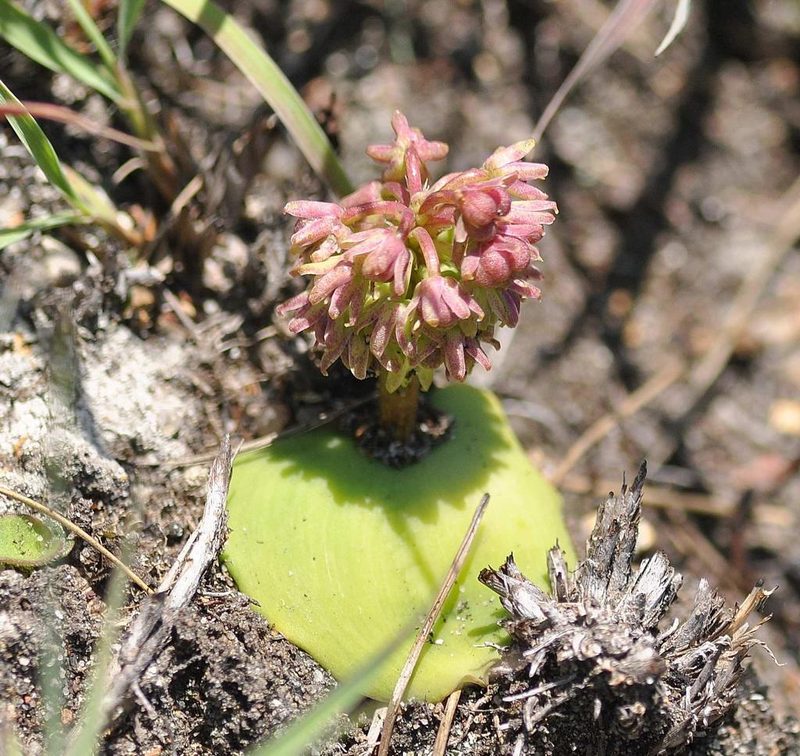 Ledebouria monophylla, photographed by Andrew Hankey