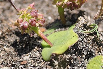 Ledebouria monophylla, photographed by Andrew Hankey