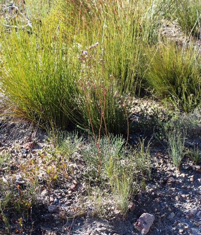 Serruria williamsii, photographed by Tony Rebelo