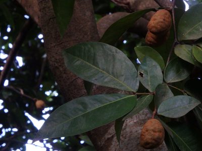 Cynometra ramiflora, photographed by Samuel Lee